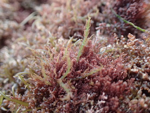 Hypnea valentiae observed 2017-06-25