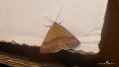 Phytometra viridaria