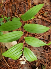 Maianthemum flexuosum