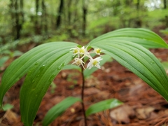 Maianthemum flexuosum