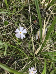 Primula egaliksensis