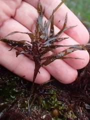 Chondracanthus spinosus