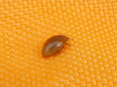 Rhyzobius litura