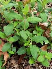 Salvia dichlamys