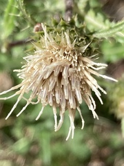 Cirsium centaureae