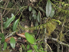Stelis