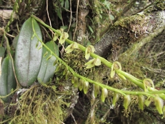 Stelis