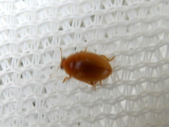 Rhyzobius litura
