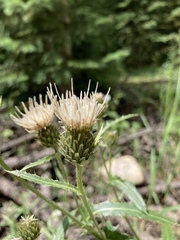 Cirsium centaureae