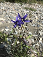 Campanula aurita