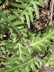 Cirsium centaureae