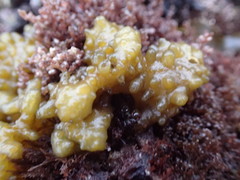 Colpomenia tuberculata