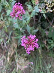 Centranthus ruber