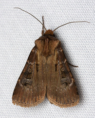 Agrotis vancouverensis