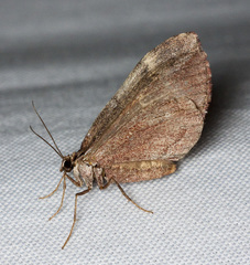 Stamnoctenis pearsalli