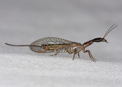 Raphidiidae