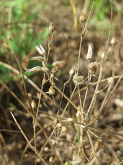 Cerastium semidecandrum