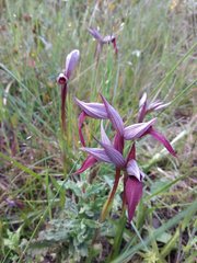 Serapias strictiflora
