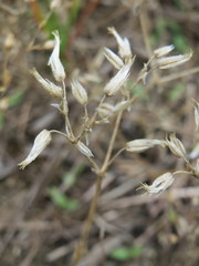 Cerastium semidecandrum