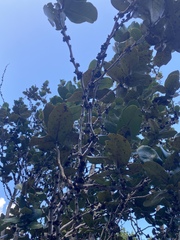 Diospyros egrettarum