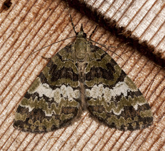 Hydriomena speciosata