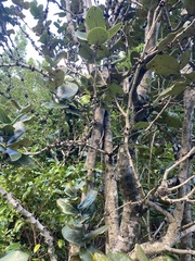 Diospyros egrettarum