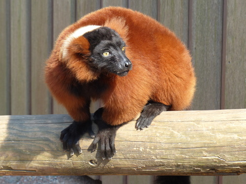 Red Ruffed Lemur
