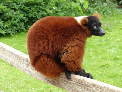 Red Ruffed Lemur