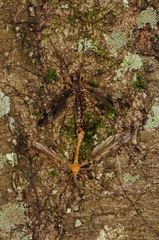 Tipula fuliginosa