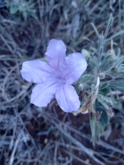 Ruellia incompta