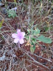 Ruellia incompta