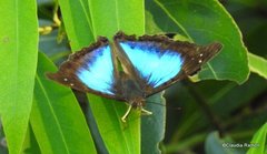 Doxocopa laurentia laurentia