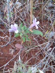 Ruellia incompta