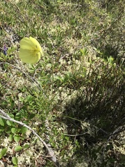 Papaver macounii discolor
