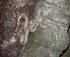Tropidophis melanurus