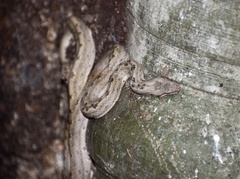 Tropidophis melanurus