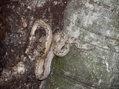 Tropidophis melanurus