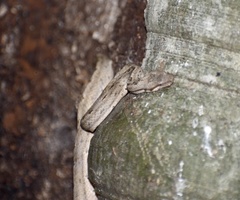 Tropidophis melanurus