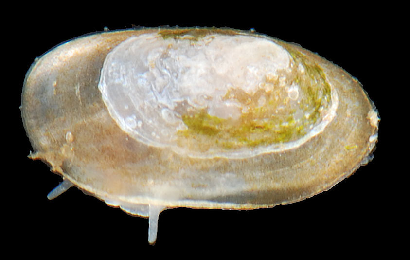 Creeping Ancylid