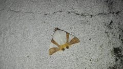 Eulepidotis rectimargo