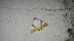 Eulepidotis rectimargo