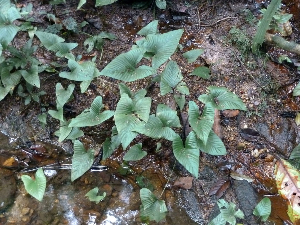 Anubie gracile (Anubias gracilis)