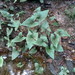 Anubias gracilis - Photo (c) Carel Jongkind,  זכויות יוצרים חלקיות (CC BY-NC), הועלה על ידי Carel Jongkind