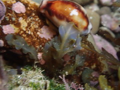 Dictyopteris undulata