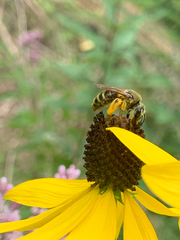 Andrena rudbeckiae