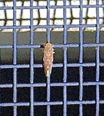 Erythroneura rubra