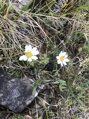 Chrysanthemum integrifolium