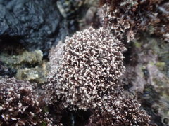 Corallina pinnatifolia