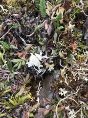 Oxytropis scammaniana