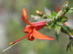 Anisacanthus thurberi